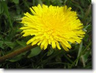 Taraxacum officinale