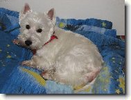 West highland white terrier (Dog standard)