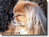 Tibetan spaniel \(Dog standard\)