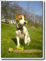 Jack russell terrier (Dog standard)