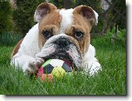 English Bulldog