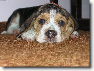 Beagle (Dog standard)