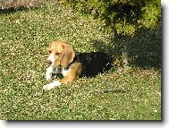 Beagle (Dog standard)