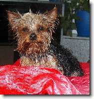 Jorkrsk terier, Yorkshire Terrier,