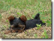 Yorkshire terrier \\\\\(Dog standard\\\\\)