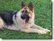 German shepherd dog \\\\\(Dog standard\\\\\)