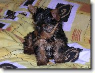 Yorkshire Terrier