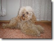 Poodle, Caniche