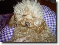 Poodle, Caniche