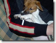 Jack russell terrier \\\\\(Dog standard\\\\\)