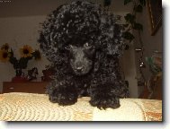 Poodle, Caniche