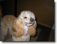 Poodle, Caniche