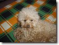 Poodle, Caniche