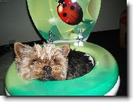 Jorkrsk terier, Yorkshire Terrier,