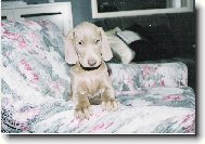 Weimaraner, Weimaraner Vorsterhund