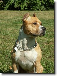 American staffordshire terrier \\\\\(Dog standard\\\\\)