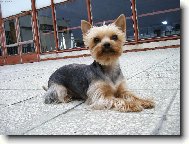 Jorkrsk terier, Yorkshire Terrier,