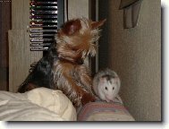 Jorkrsk terier, Yorkshire Terrier,