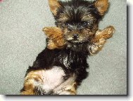 Jorkrsk terier, Yorkshire Terrier,