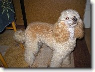 Poodle, Caniche