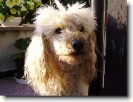 Poodle, Caniche