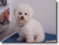 Bichon frise