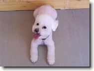 Bichon frise