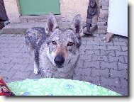 Czechoslovakian wolfdog