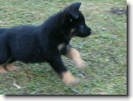 German shepherd dog \\\\\(Dog standard\\\\\)