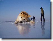 Japanese akita \\\\\(Dog standard\\\\\)