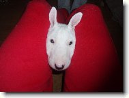 Bull Terrier