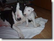 Bull Terrier