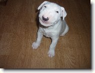 Bull Terrier