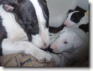 Bull Terrier