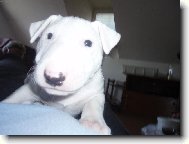 Bull Terrier