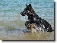 German Shepherd Dog