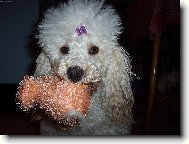 Poodle, Caniche