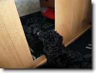 Poodle, Caniche