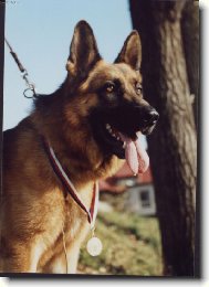 German Shepherd Dog