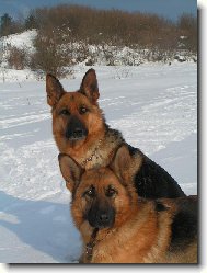 German Shepherd Dog