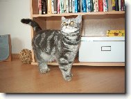 British Shorthair \\\\\(Cat\\\\\)