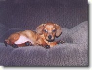 Dachshund