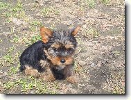 Jorkrsk terier, Yorkshire Terrier,