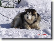 Alaskan malamute \\\\\(Dog standard\\\\\)