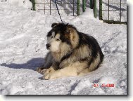 Alaskan malamute \\\\\(Dog standard\\\\\)