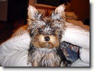 Jorkrsk terier, Yorkshire Terrier,