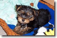 Jorkrsk terier, Yorkshire Terrier,