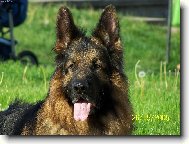 German shepherd dog \\\\\(Dog standard\\\\\)