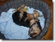 Jorkrsk terier, Yorkshire Terrier,