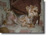 Jorkrsk terier, Yorkshire Terrier,